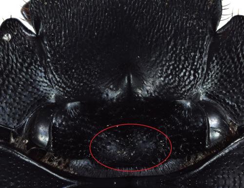 Scarabaeus cristatus